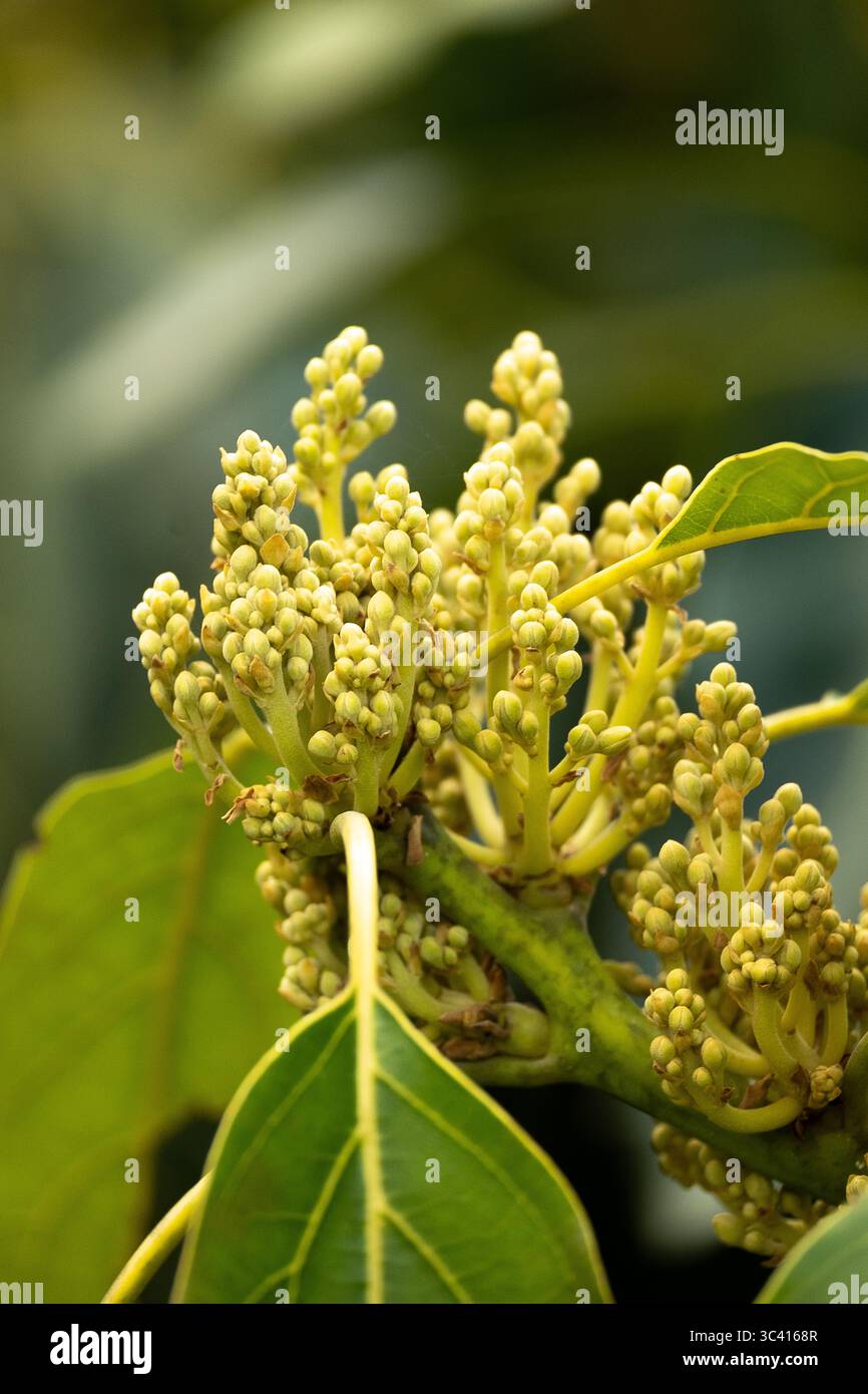 I primi pallidi rametti di gemme di avocado di Hass, Persea americana. Frutteto nel Queensland, Australia. Fine inverno. Foto Stock