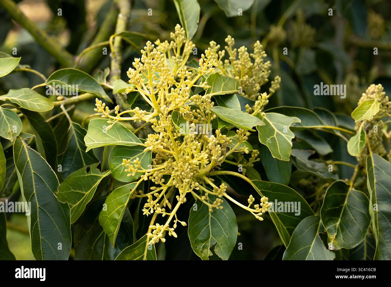 I primi pallidi rametti di gemme di avocado di Hass, Persea americana. Frutteto nel Queensland, Australia. Fine inverno. Foto Stock