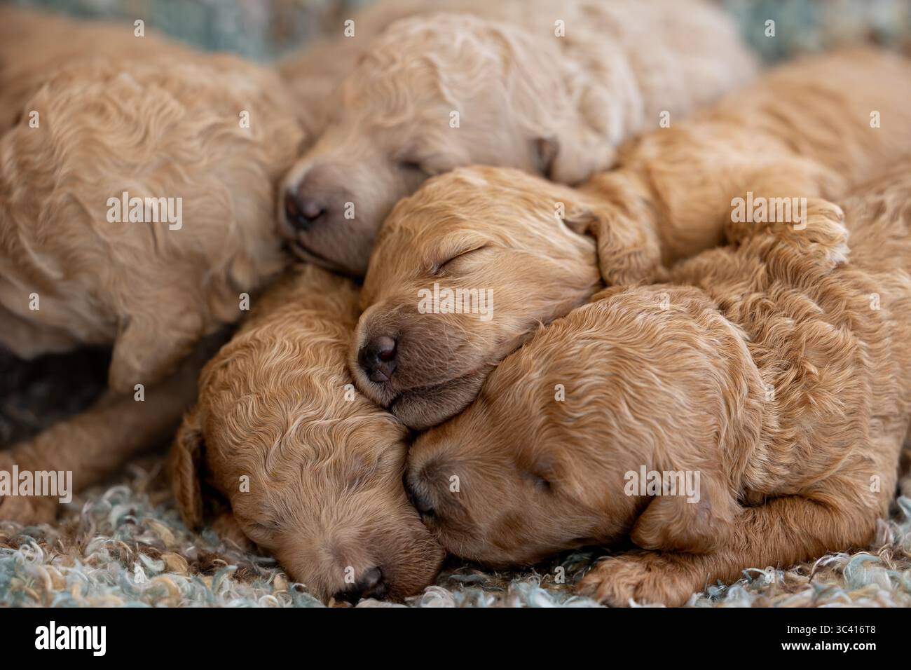 Primo piano di cuccioli ricci che si coccolano addormentando su una coperta testurizzata. Foto Stock