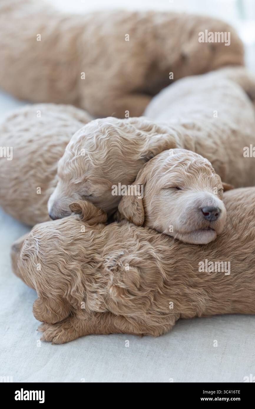 Un mucchio di cuccioli ricci che si susseguono pacificamente Foto Stock