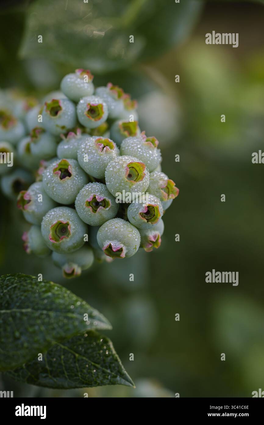 Raccolta di mirtilli, cespuglio di bacche sano Foto Stock