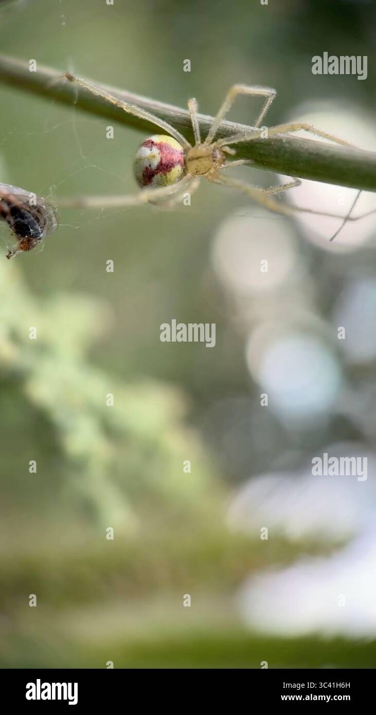 Grande ragno di granchio (misumena vatia) a caccia di macro fotografie di fiori. Un primo piano di un ragno verde pallido. - Immagine stock catturata con smartphone