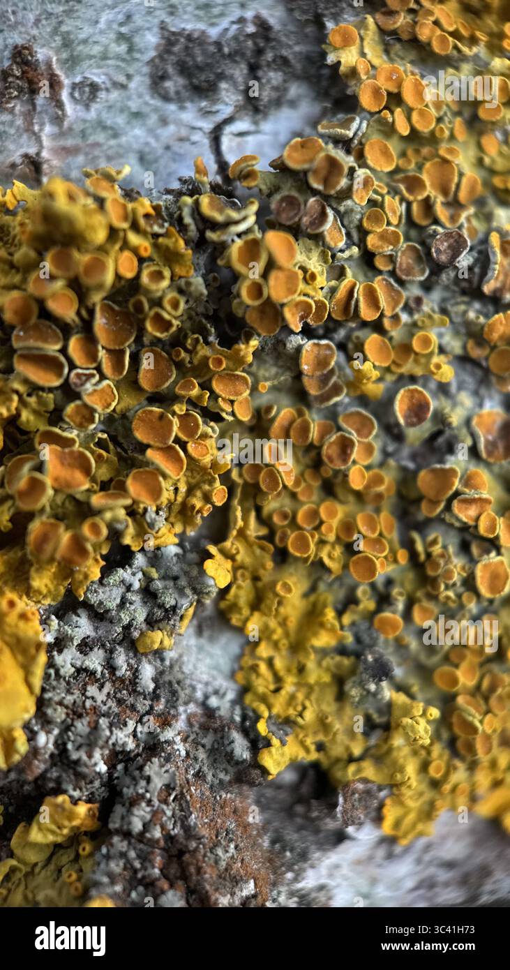 Licheni gialli che crescono su una macro fotografia di corteccia d'albero. Un primo piano di un lichene giallo brillante e arancione. Foto Stock