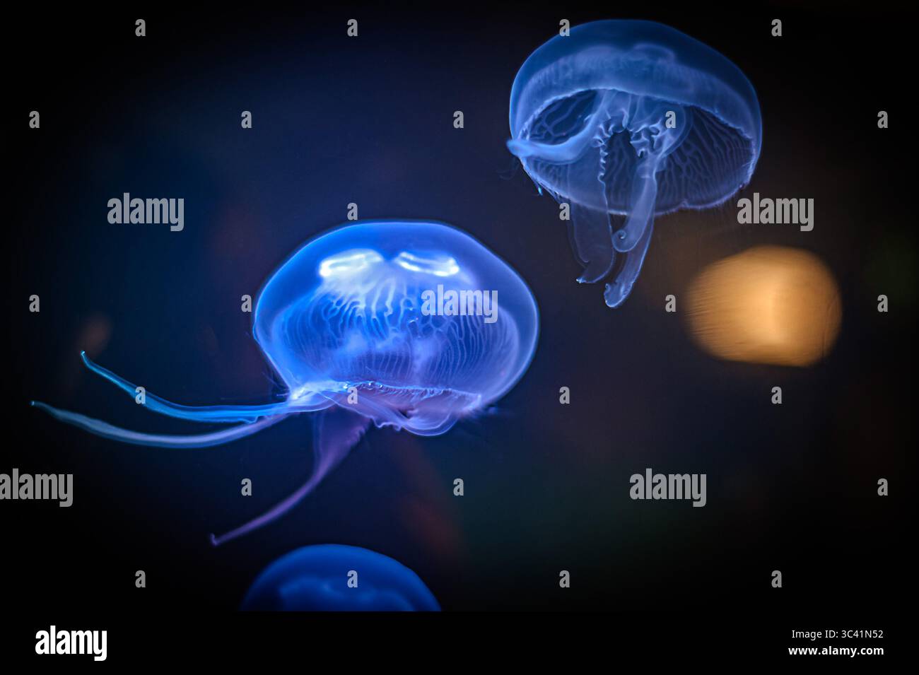 Meduse nel suo ambiente Foto Stock