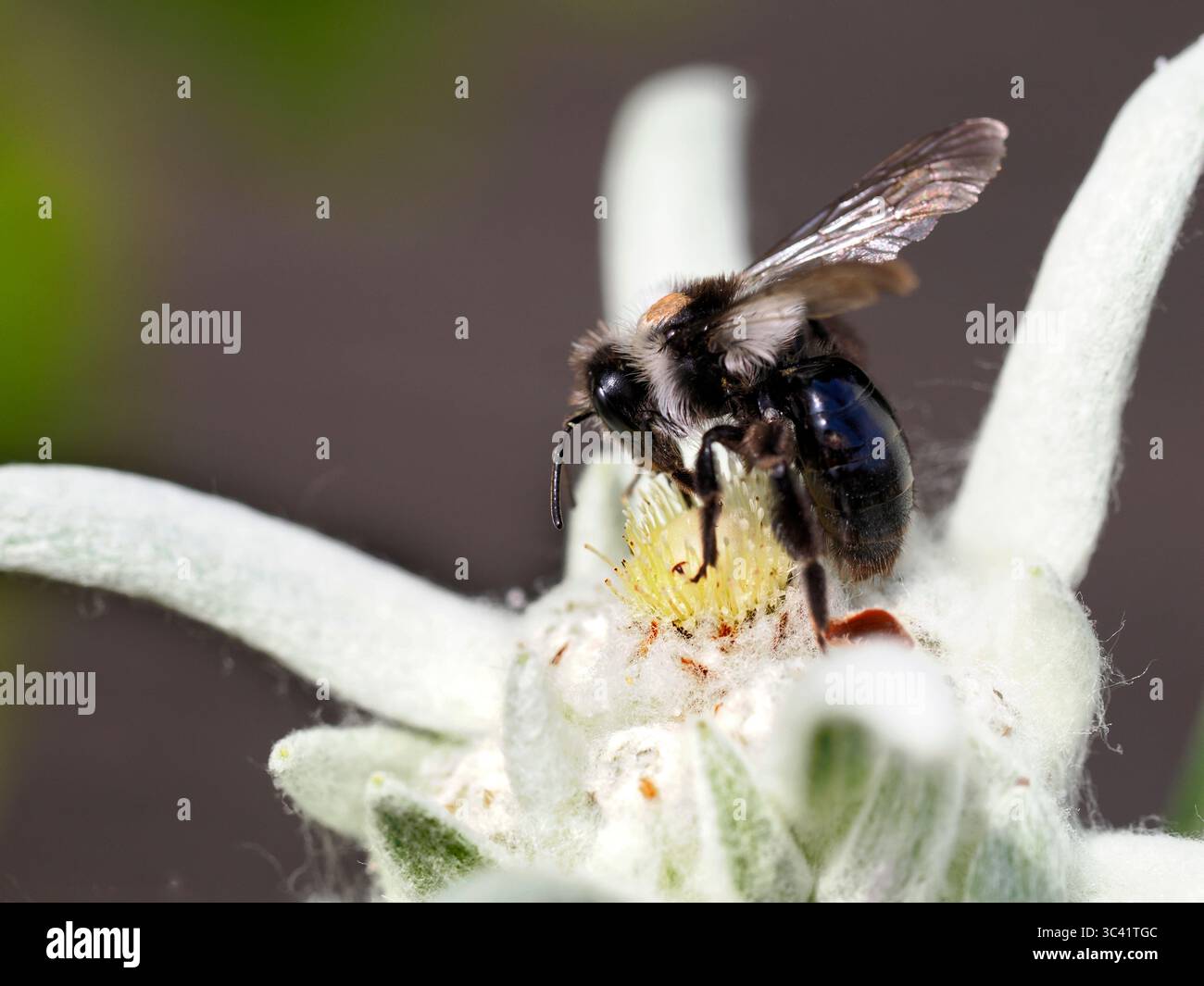 Macro di api minerarie di Ashy (Andrena cineraria) che alimentano gli stami della stella alpina dei fiori Foto Stock