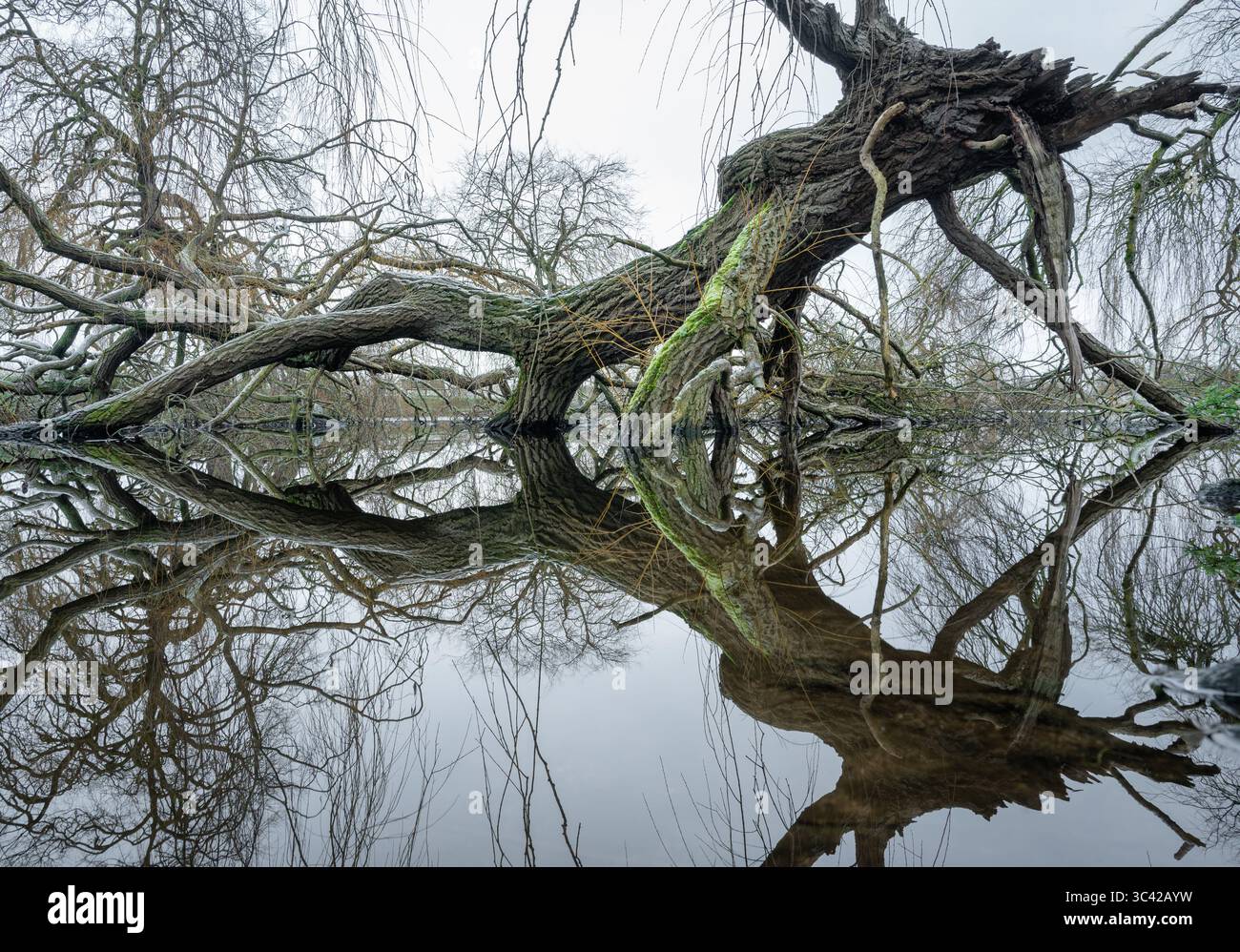 Riflesso del ramo caduto Foto Stock