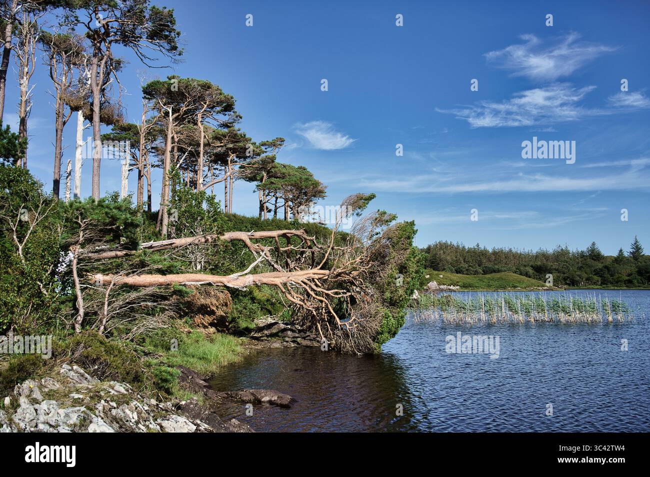 Paesaggio panoramico in Irlanda caratterizzato da alberi vicino a un lago sotto un cielo blu brillante. Foto Stock