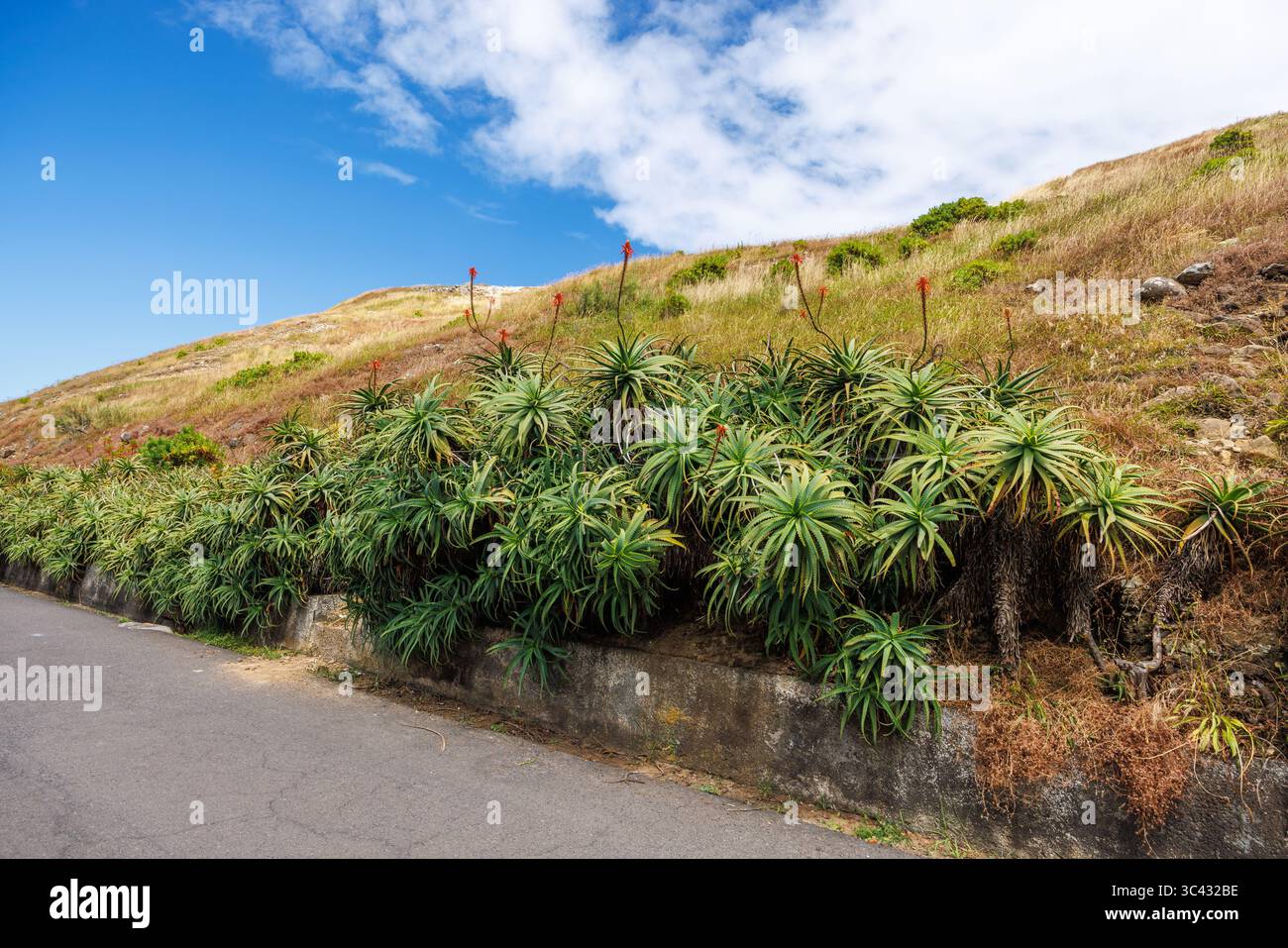 Enormi cespugli di aloe vera in fiore lungo la strada sull'isola di Madeira. Cespugli di aloe con fiori rossi. Foto di alta qualità Foto Stock