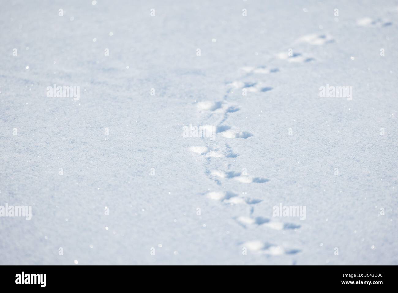 Impronte lasciate da un piccolo animale nella neve bianca e fresca, che indicano un viaggio invernale. Cattura l'essenza del tranquillo paesaggio all'aperto e dell'atto naturale Foto Stock