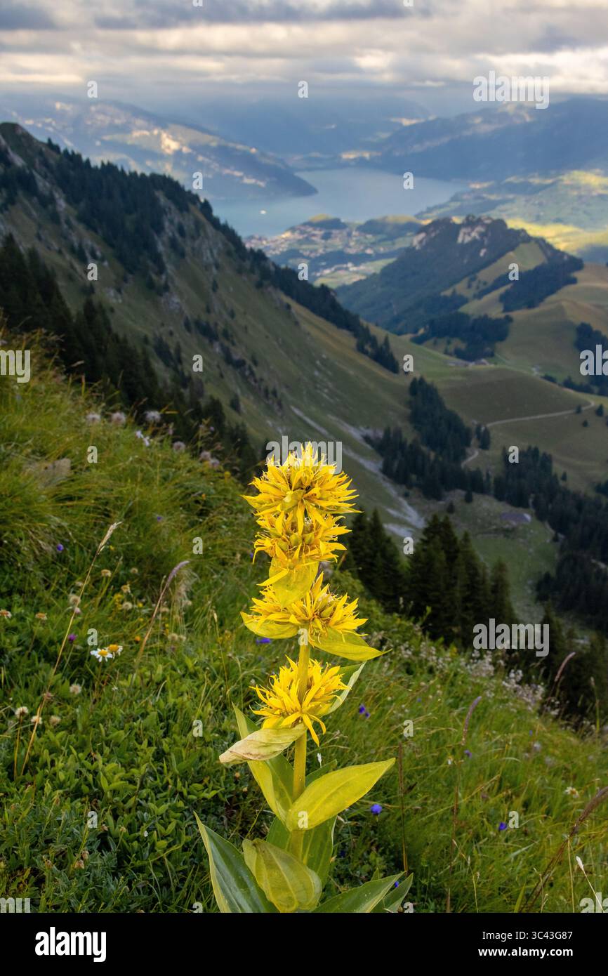 Uno scatto ravvicinato cattura un gruppo di vibranti fiori gialli che fioriscono su una collina erbosa, con una vista panoramica delle colline ondulate e lontane Foto Stock