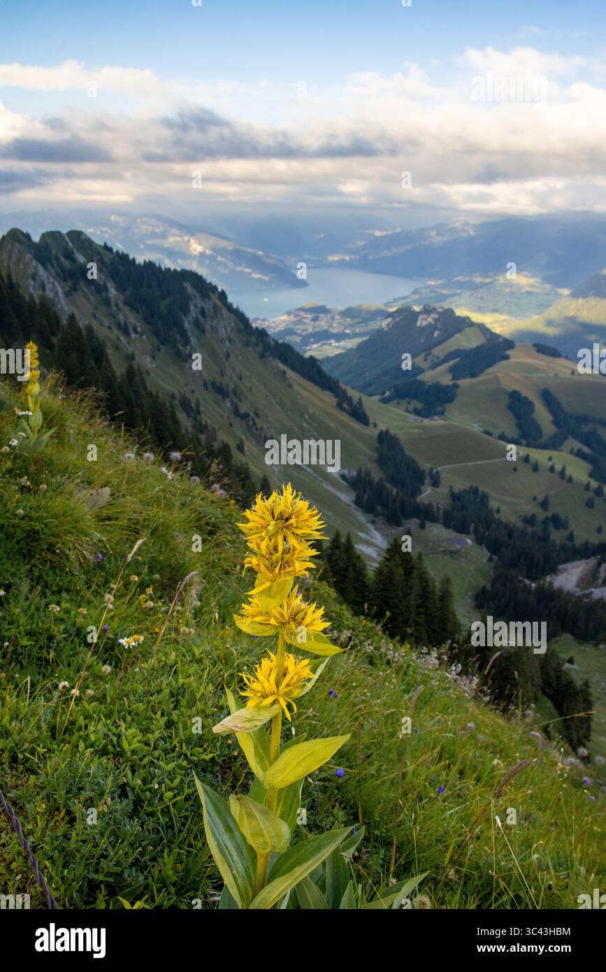 Un vivace campo di fiori selvatici fiorisce su una collina che si affaccia su una valle delle Alpi svizzere. La vista mostra un picco distante e un cielo nuvoloso, creato Foto Stock