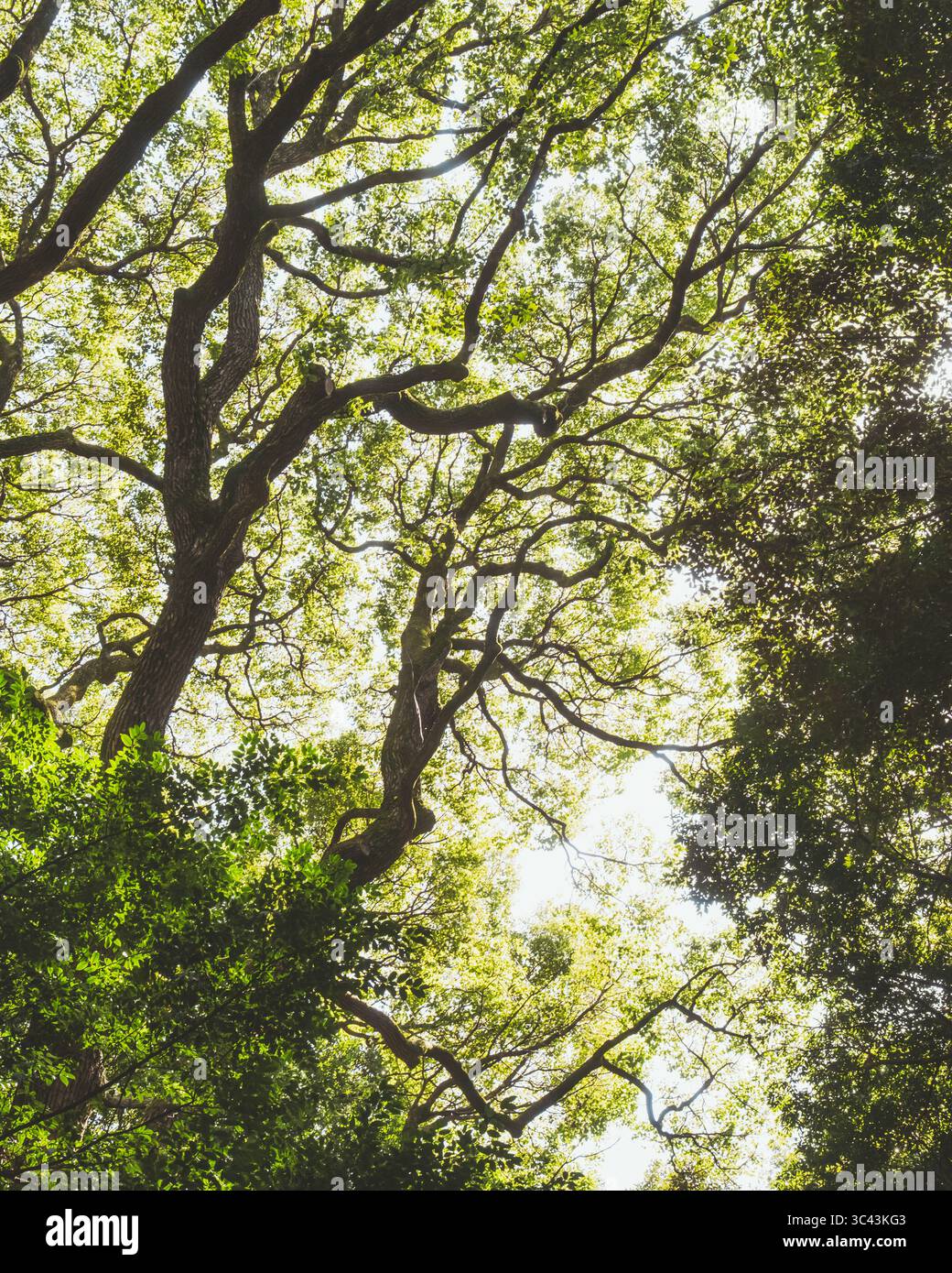 Vista della luce del sole che filtra attraverso la fitta tettoia di alberi, creando un'eterea bagliore tra la vegetazione lussureggiante, Meiji Jingu Goen, Shibuya, Tokyo, Giappone. Foto Stock