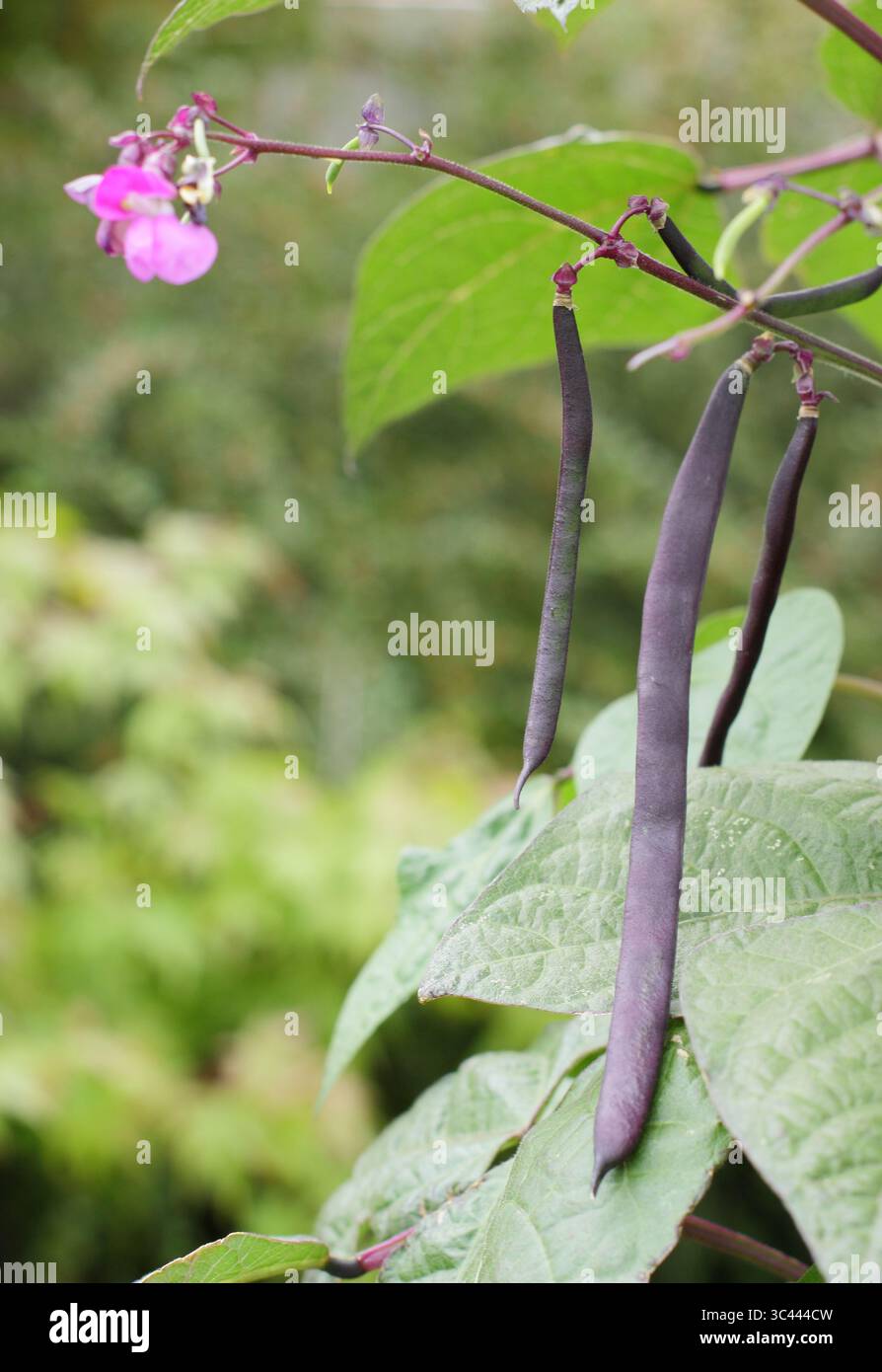 Phaseolus vulgaris "Blauhilde". Baccelli di fagioli viola di fagioli francesi "Blauhilde" che crescono in un orto domestico a luglio. REGNO UNITO Foto Stock