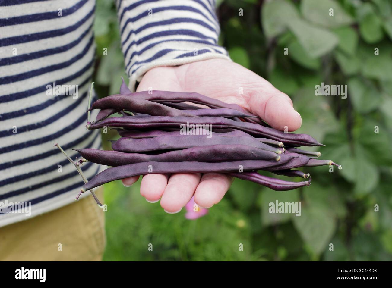 Uomo giardiniere che mostra baccelli di fagioli francesi viola appena raccolti nell'orto domestico. Luglio. REGNO UNITO. Phaseolus vulgaris "Blauhilde". Foto Stock
