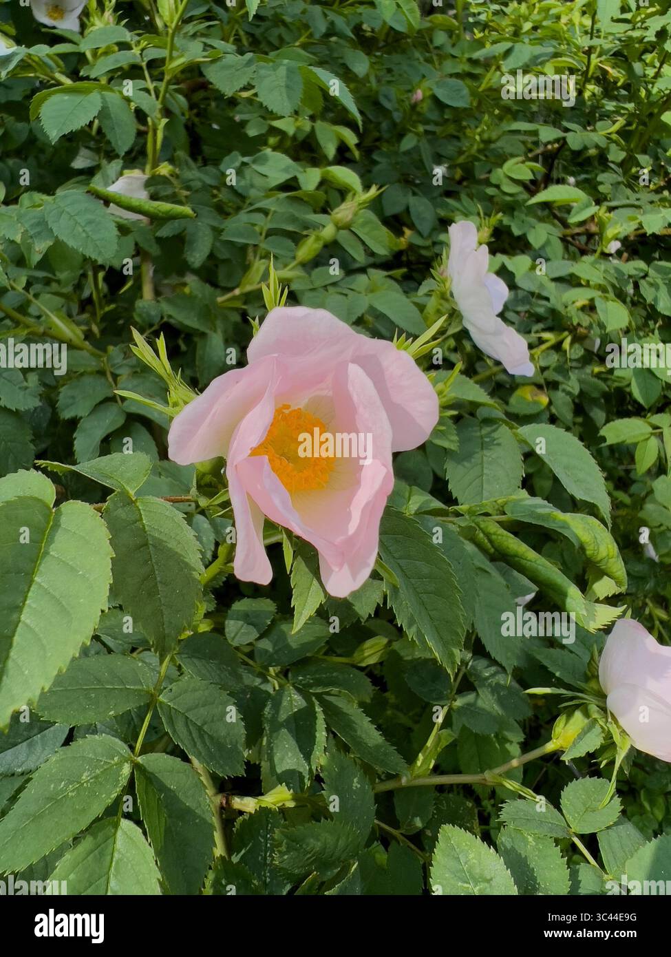 Primo piano di un fiore di rosa chiaro, Lussemburgo nella primavera del 2023 Foto Stock