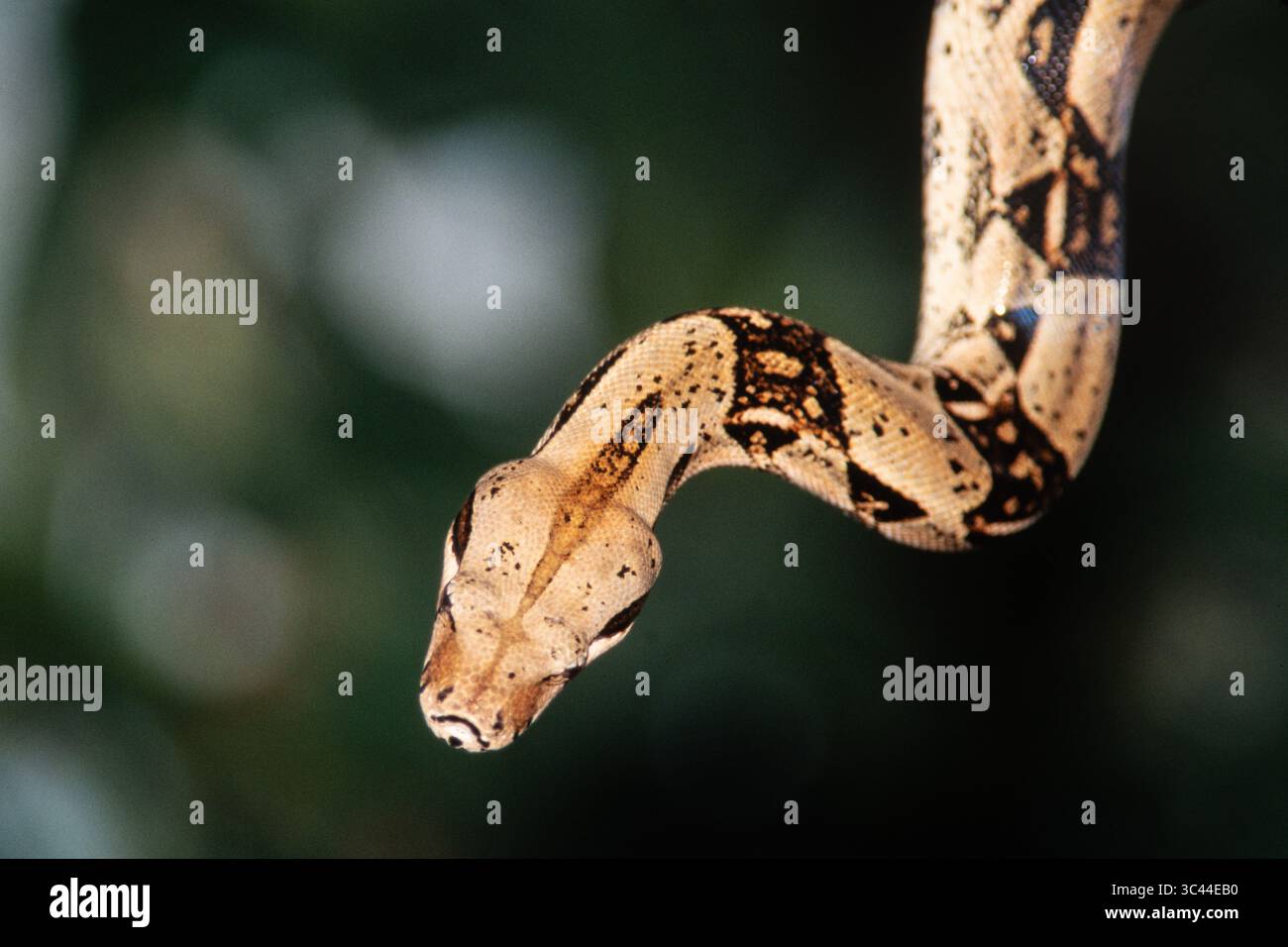 3 dicembre 2020, Provincia di Panama, Panama: Boa Imperator, Boa imperator, è un serpente non velenoso trovato dal Messico attraverso l'America centrale fino alla Colombia. Panama (immagine di credito: © Jon G. Fuller/VW Pics via ZUMA Wire) Foto Stock