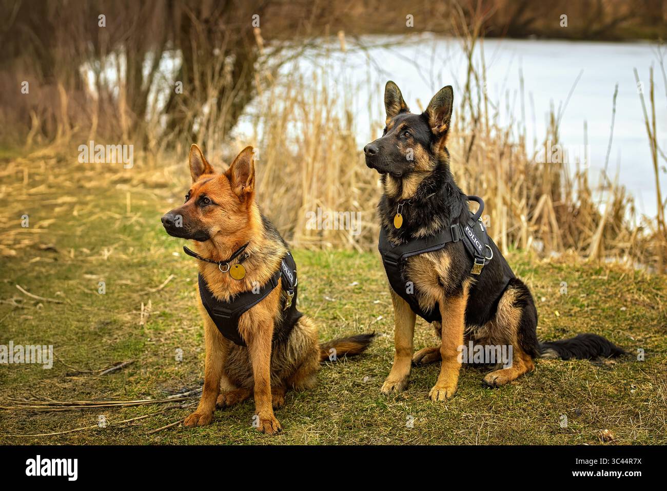Due attenti cani da pastore tedesco di razza pura nelle imbracature siedono sull'erba secca vicino a un lago ghiacciato all'inizio della primavera o alla fine dell'inverno. Leale e intelligente Foto Stock