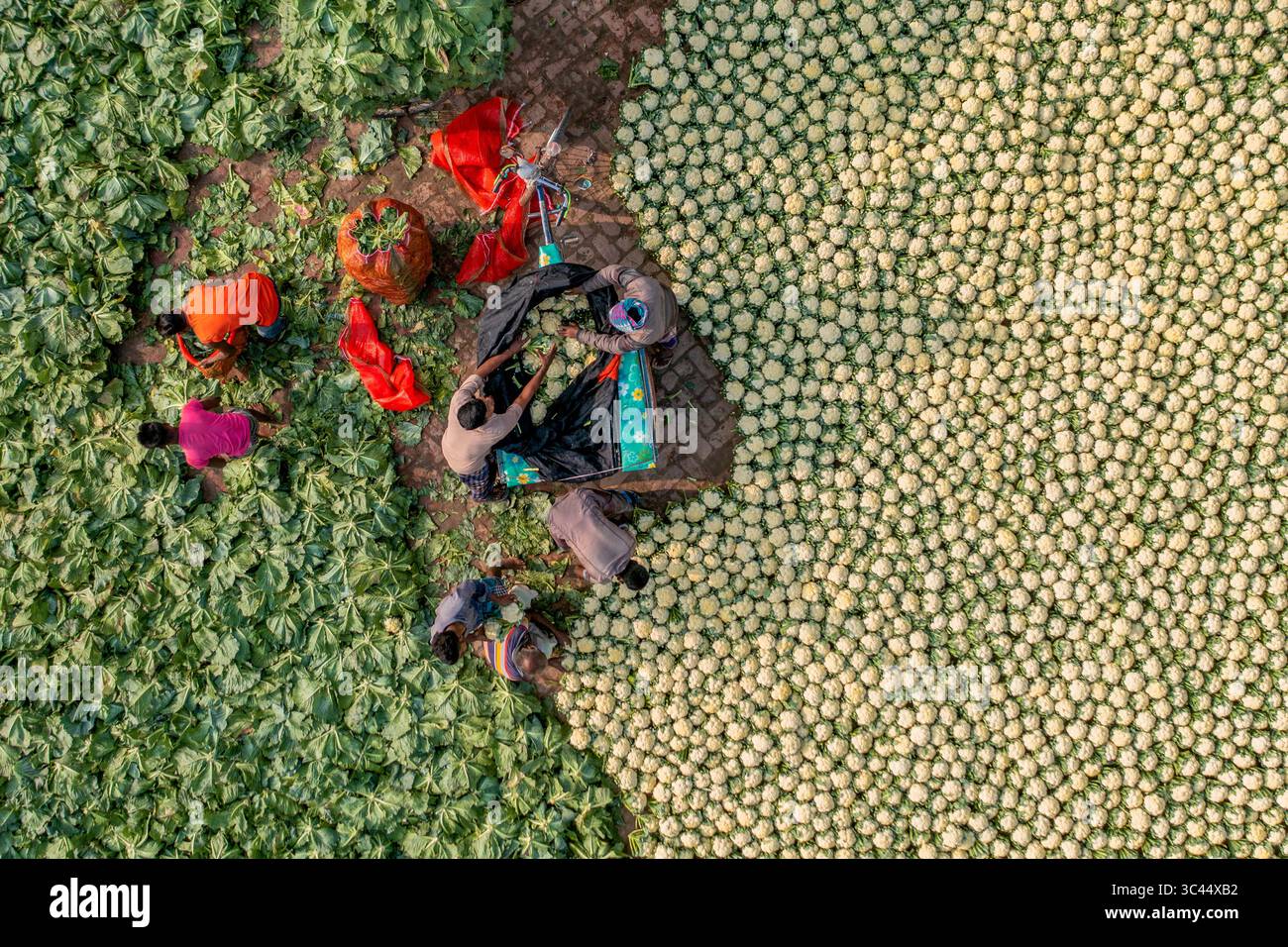Bogura, Bangladesh - 27 novembre 2019: Veduta aerea di vivaci verdure verdi a foglia che contrastano con le ordinate pile di prodotti verdi pallidi, creando un paesaggio strutturato punteggiato di figure colorate. Foto Stock