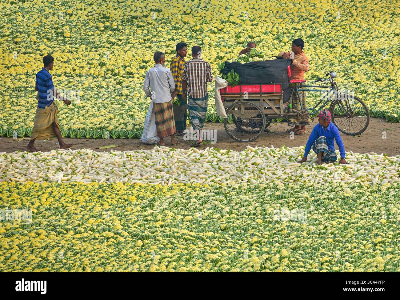 Bogura, Bangladesh - 27 novembre 2019: Veduta aerea degli agricoltori che raccolgono e selezionano i prodotti in un campo, creando un mosaico di verdi e bianchi sotto il cielo aperto. Foto Stock