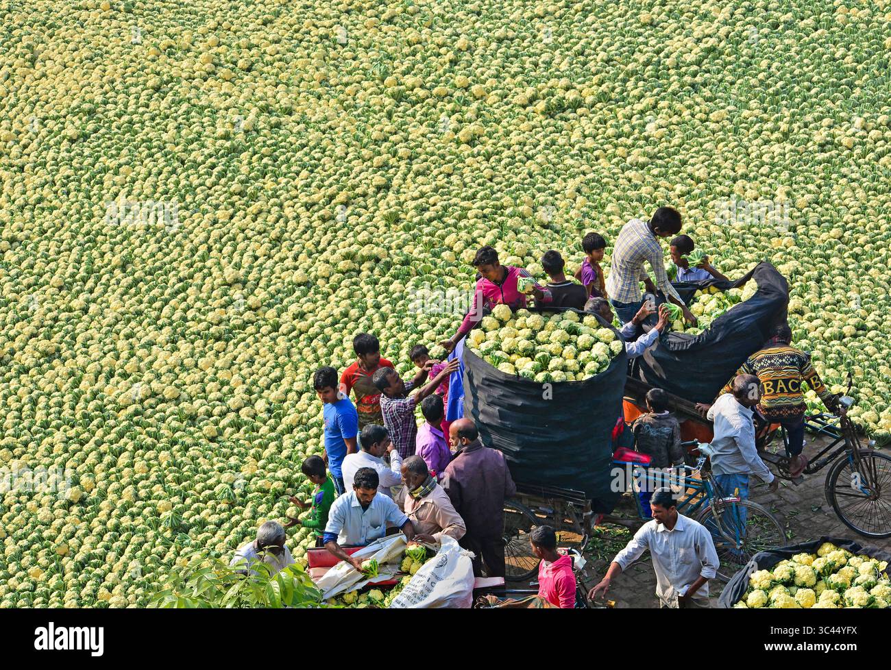 Bogura, Bangladesh - 27 novembre 2019: Vista aerea dei lavoratori che raccolgono un vasto campo di vibranti cavoli verdi, creando un arazzo testurizzato sotto la luce del sole. Foto Stock