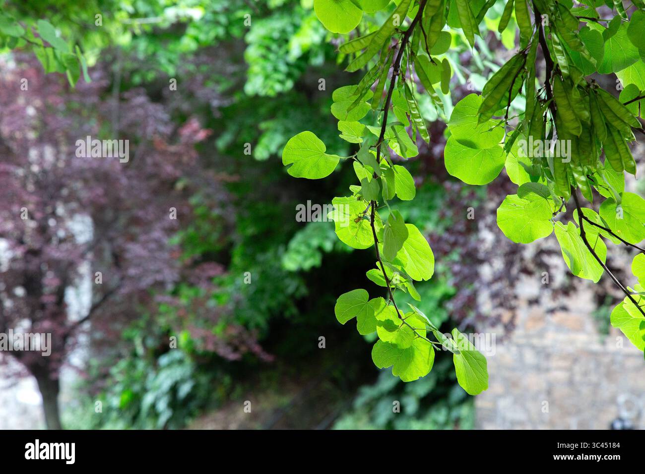 Un vivace ramo d'albero adornato da lussureggianti foglie verdi che pendono dolcemente da esso Foto Stock