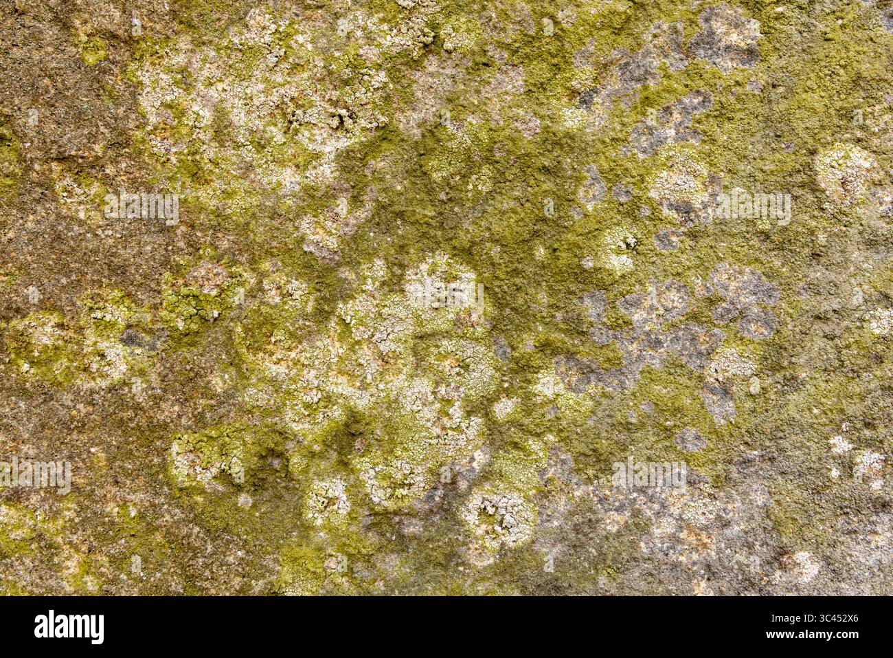 Una roccia coperta di muschio verde. Il muschio sta crescendo sulla roccia e sembra che sia lì da un po' Foto Stock