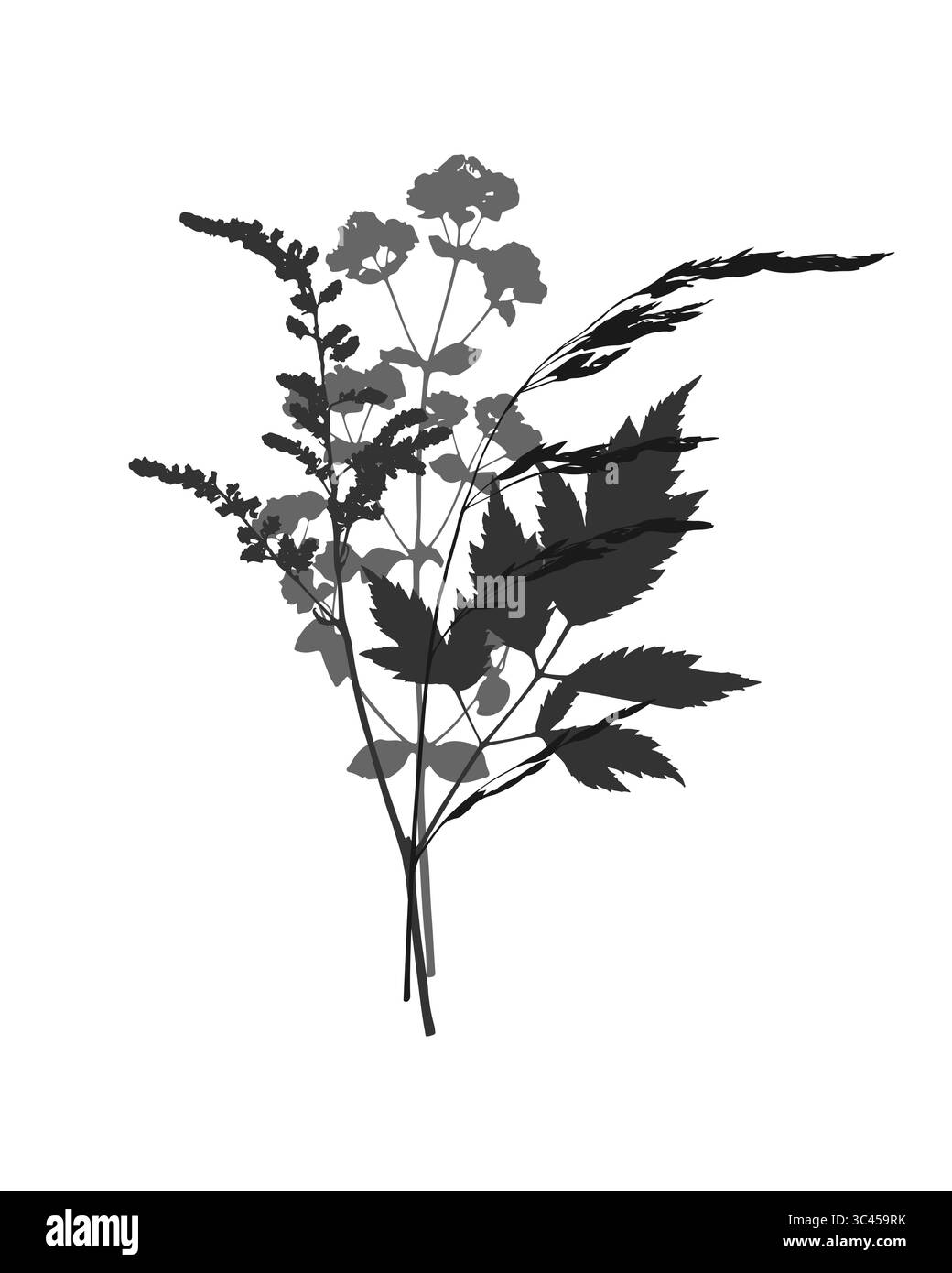 Bouquet botanico di erbe secche erbario, stampa sagome scure di piante, fiori medicinali ed erbe e cereali prati. Su sfondo bianco. Illustrazione vettoriale Illustrazione Vettoriale