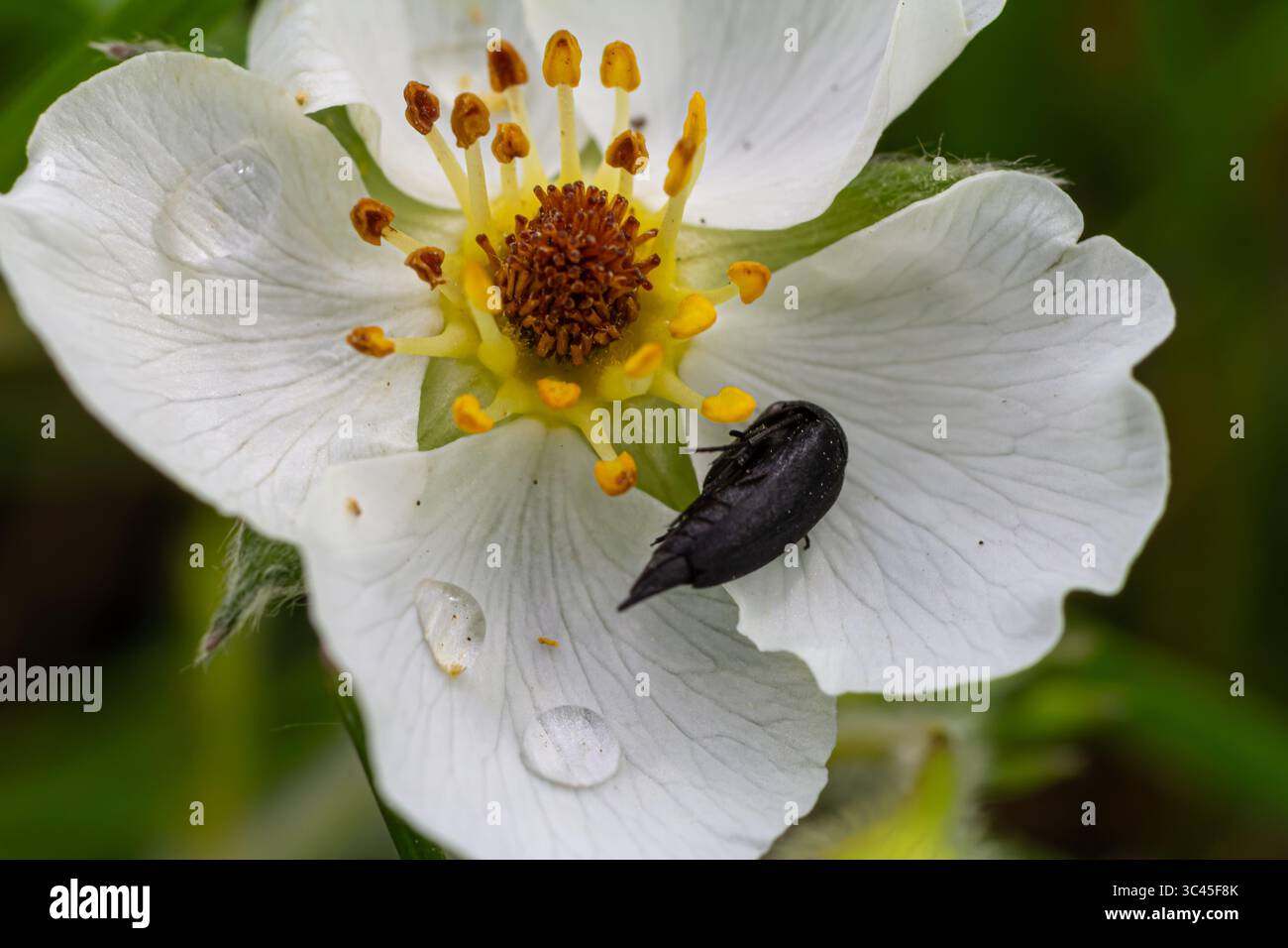 A Mordella sp. beetle esplora i petali e il polline di un fiore bianco evidenziando il suo corpo nero lucido e le piccole dimensioni in mezzo al vivace detai floreale Foto Stock