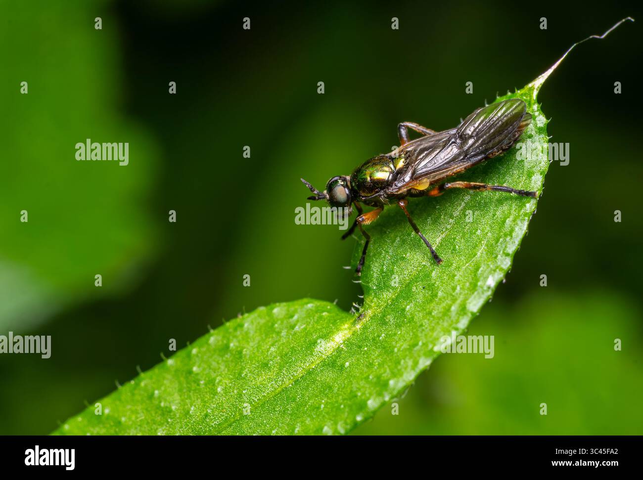 Stratiomyidae sp. soldier fly è arroccato su una vibrante foglia verde che mostra le sue caratteristiche distintive in mezzo a uno sfondo lussureggiante durante il giorno. Foto Stock