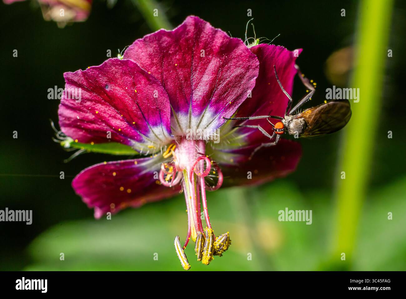 Una mosca Empis predatoria interagisce con un lussureggiante giardino di fiori viola in un caldo pomeriggio estivo catturando i dettagli del ciclo della natura. Foto Stock