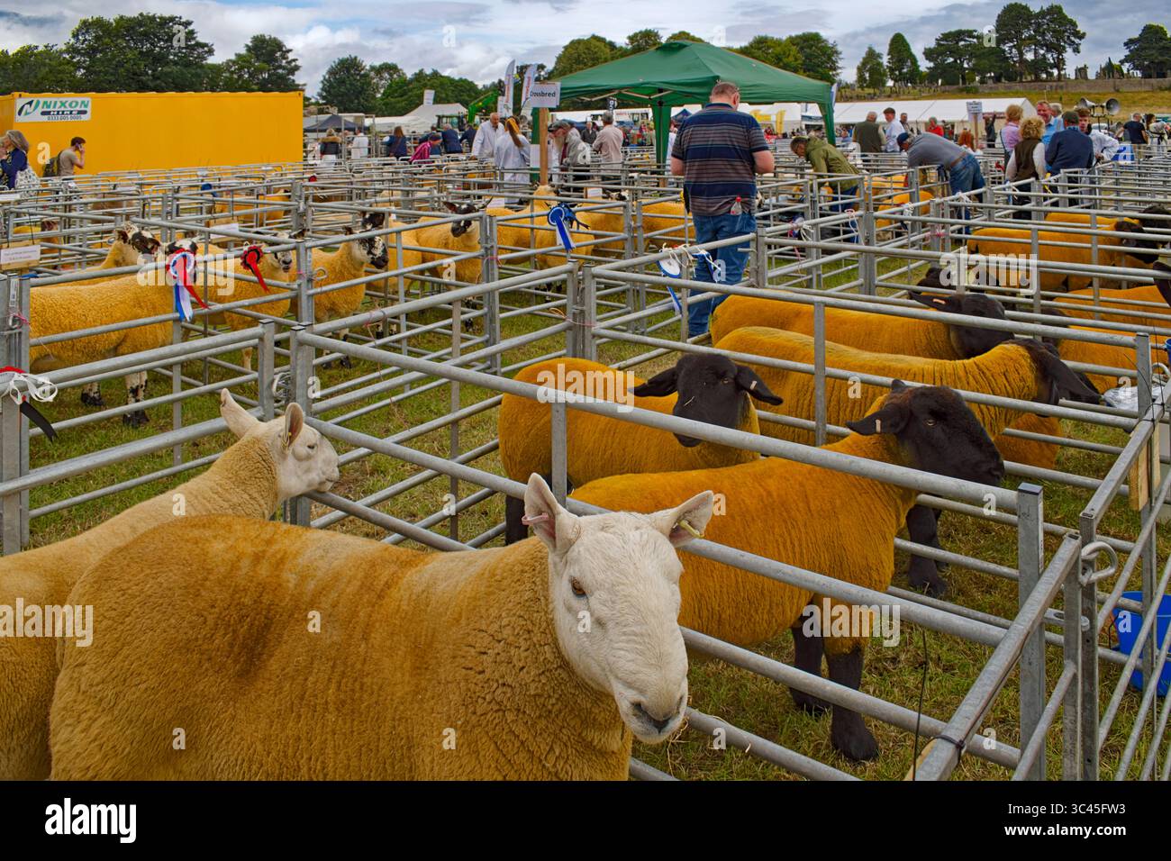 Nairn Agricultural Show Moray Scotland luglio 2025 penne e una varietà di razze di pecore con lana gialla o dorata Foto Stock