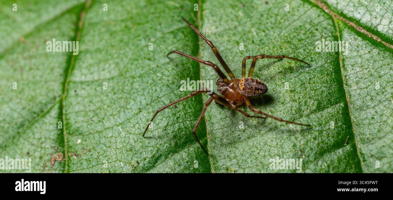 Philodromidae sp. il ragno di granchio che corre poggia su una foglia verde che mostra la sua struttura unica del corpo e le lunghe gambe in un habitat naturale durante la luce del giorno. Foto Stock