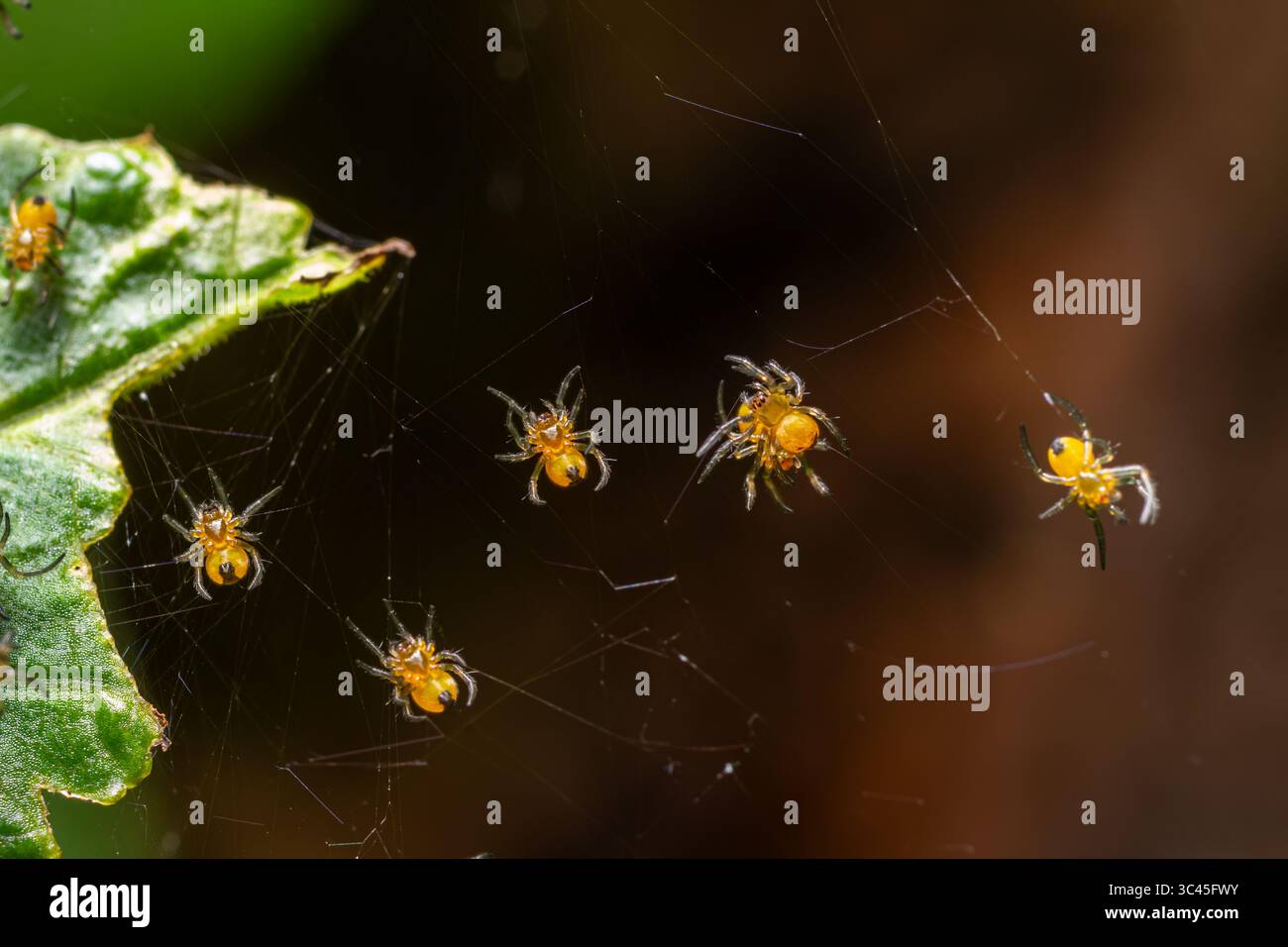 Piccole ragnatele gialle delle specie di tessitore Orb Cross stanno costruendo attivamente le loro delicate ragnatele tra il fogliame del giardino nella calda bugia pomeridiana Foto Stock