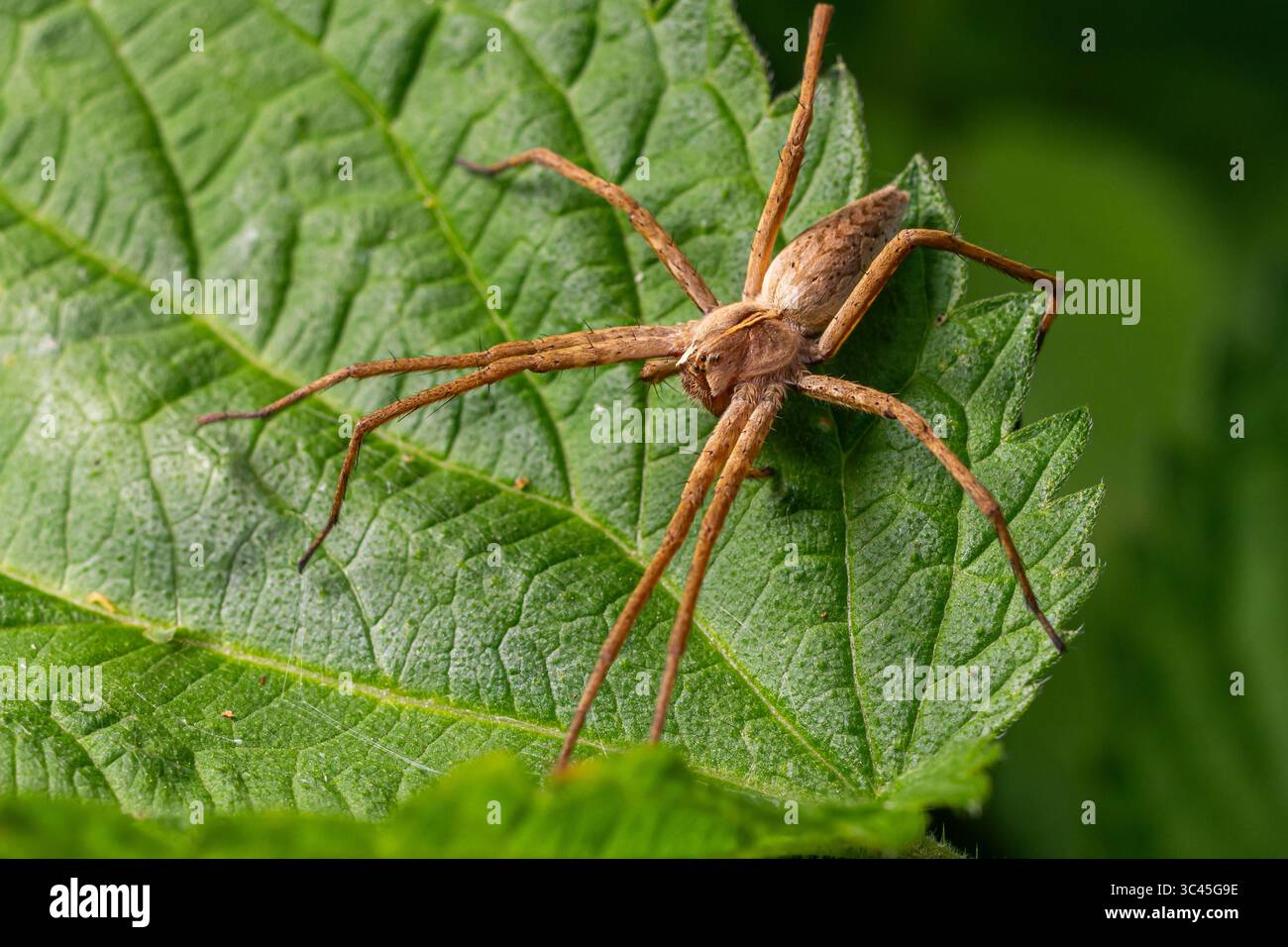 Questo ragno Nursey Web, conosciuto come Pisaura mirabilis, mostra le sue abilità di caccia uniche, arroccato su una foglia verde vibrante durante la metà del mattino Foto Stock