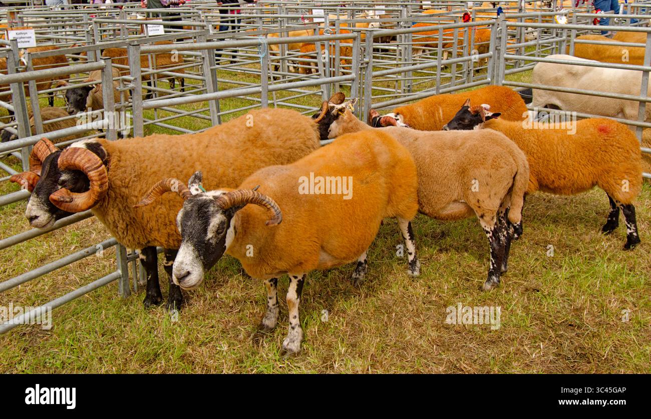 Nairn Agricultural Show Moray Scotland luglio 2025 penne varietà di razze ovine con lana e corna di colore giallo o dorato Foto Stock