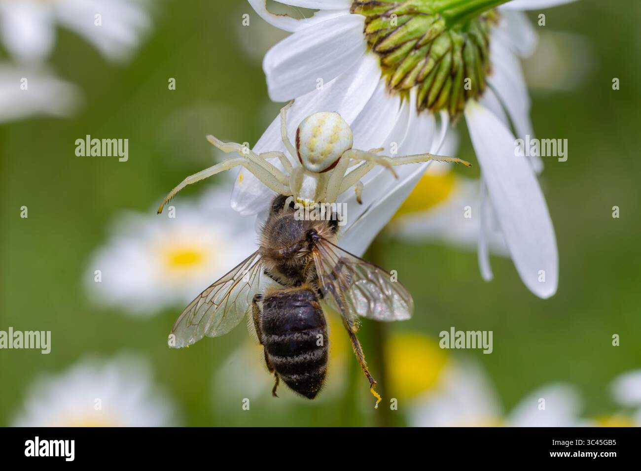 Un ragno di granchio floreale tiene meticolosamente su un'ape catturata su una margherita bianca che mostra le dinamiche predatorie della natura, il vivace giardino in condizioni di sole Foto Stock