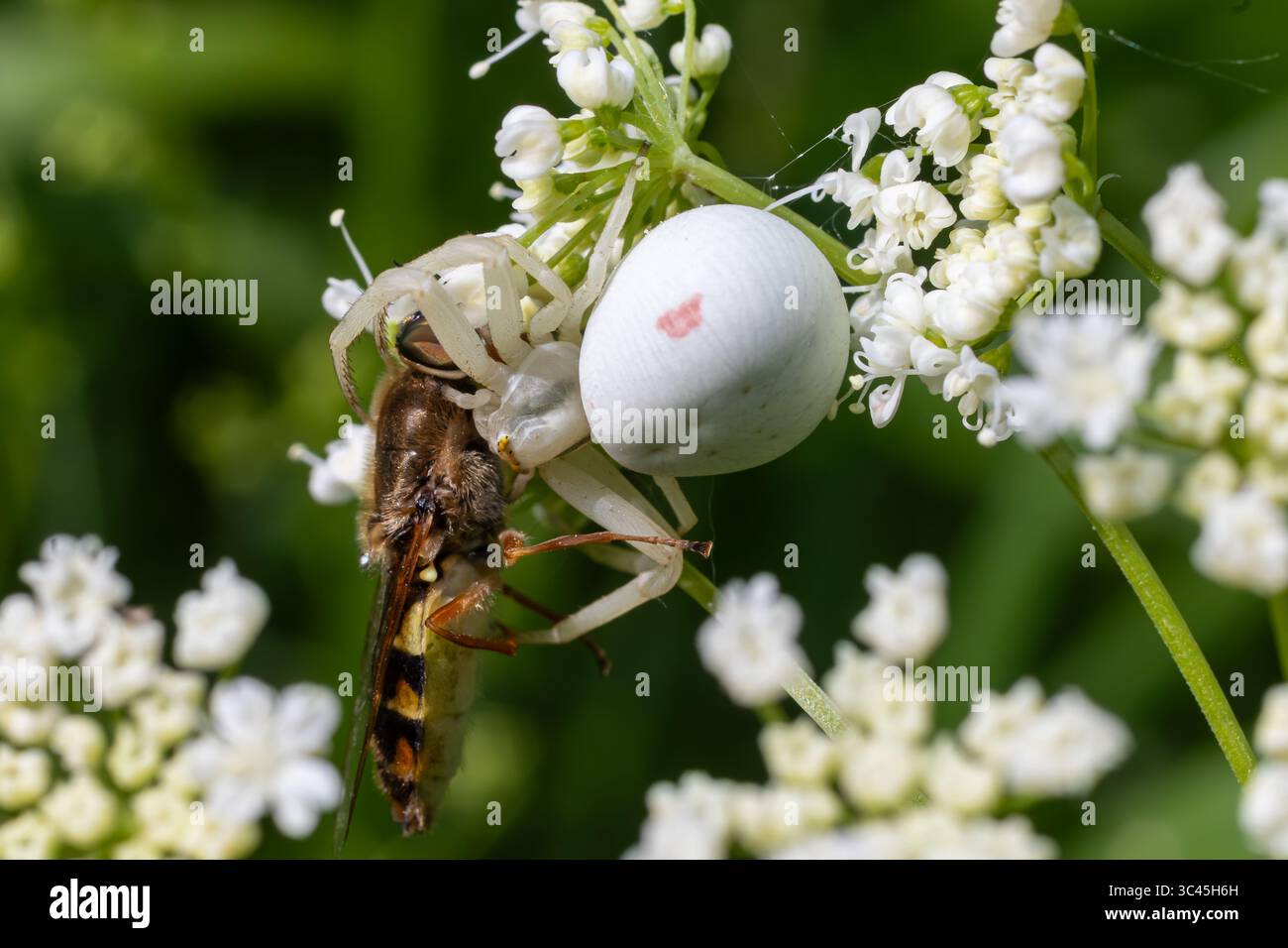 Misumena vatia imboscò un'insospettabile insetto su delicate fioriture bianche che mostrano il comportamento predatorio del ragno su uno sfondo verde lussureggiante. Foto Stock
