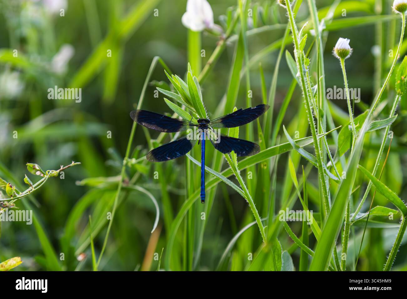 Una Demoiselle a banda è adagiata su lame di erba verde brillante che mostrano le sue ali blu e nere iridescenti sotto la luce soffusa del sole in un ambiente sereno. Foto Stock