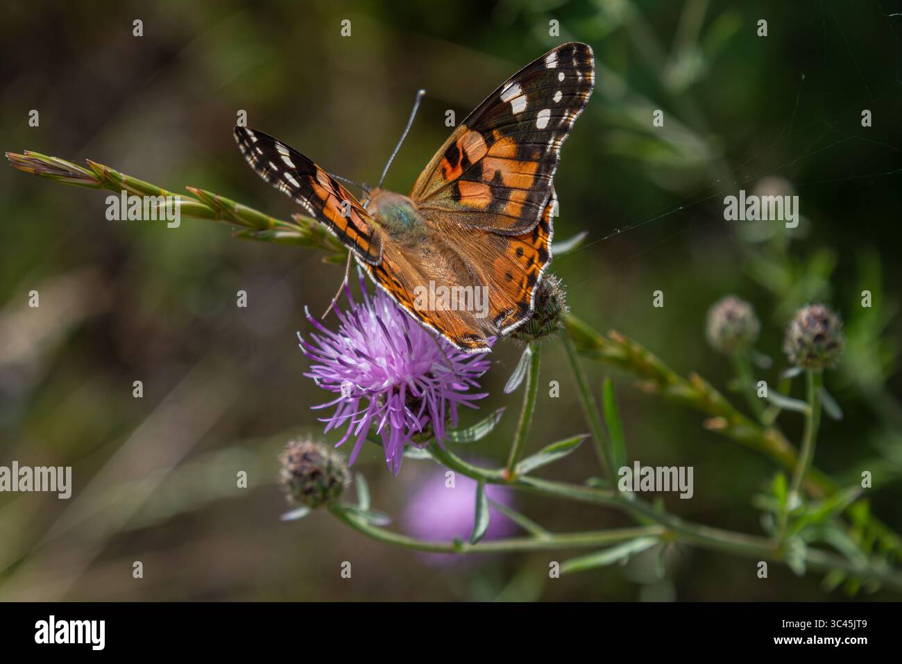 La farfalla Lady dipinta poggia delicatamente su un fiore viola in un prato illuminato dal sole che mette in risalto la bellezza della primavera con i suoi colori vivaci e distintivi Foto Stock