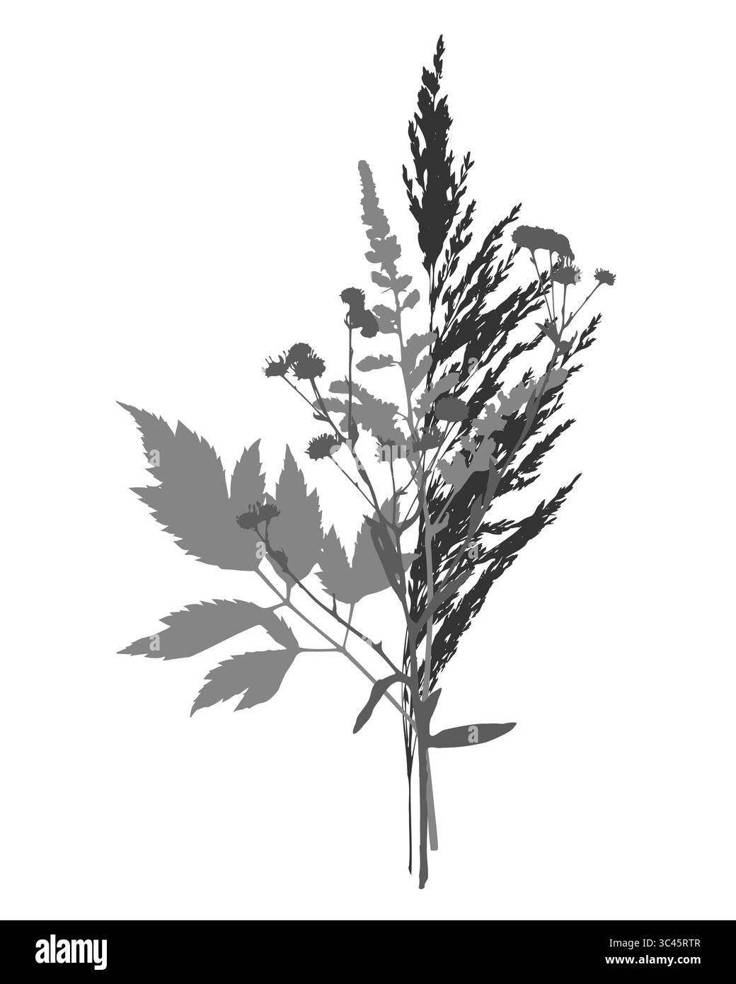 Bouquet Herbs Herbarium, stampa sagome scure di piante, fiori medicinali ed erbe e cereali prati. Su sfondo bianco. Illustrazione vettoriale Illustrazione Vettoriale