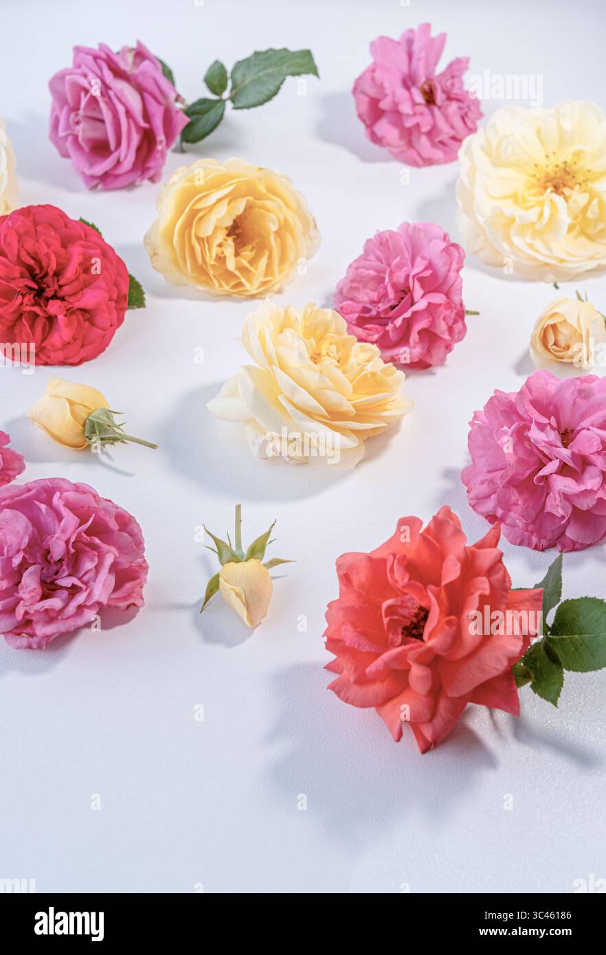 Motivo floreale perfetto per la natura, il giardino e i concetti botanici, mettendo in risalto i dettagli delicati. Foto Stock