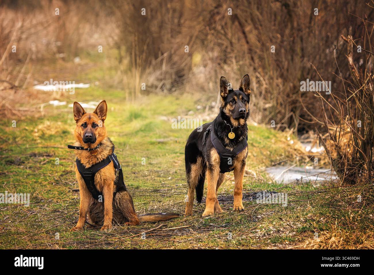 Due cani da pastore tedeschi di razza pura con imbracature nere, uno seduto e l'altro in piedi, osservando attentamente l'ambiente circostante Foto Stock