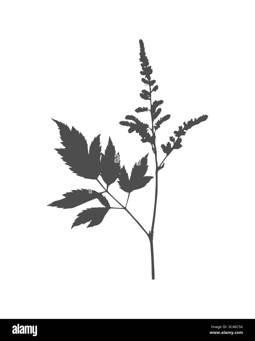 Silhouette Astilbe Inlorescence, impronta nera, timbro, design elemento. Isolato su sfondo bianco. Illustrazione vettoriale Illustrazione Vettoriale