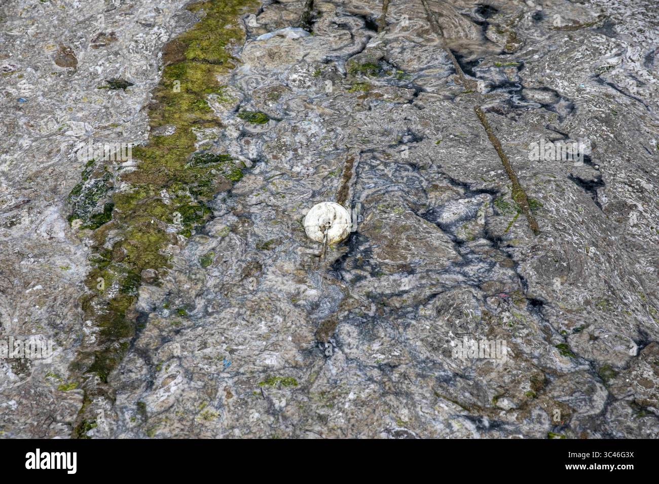 8 giugno 2021, Istanbul, Turchia: Superficie del mare completamente coperta durante l'iniziativa di bonifica delle mucillagine delle autorità del Mar di Marmara sulla costa del Caddebostan di Istanbul. Una delle cause della mucillagine nel Mare di Marmara è il riscaldamento globale e l'inquinamento ambientale ed è un organismo monocellulare. Il suo pericolo in termini di diversità di vita è in aumento, si attacca ai coralli e alle spugne facendoli morire. Provoca anche la morte dei pesci, colpendo così l'industria della pesca. (Immagine di credito: © Onur Dogman/SOPA Images via ZUMA Wire) Foto Stock