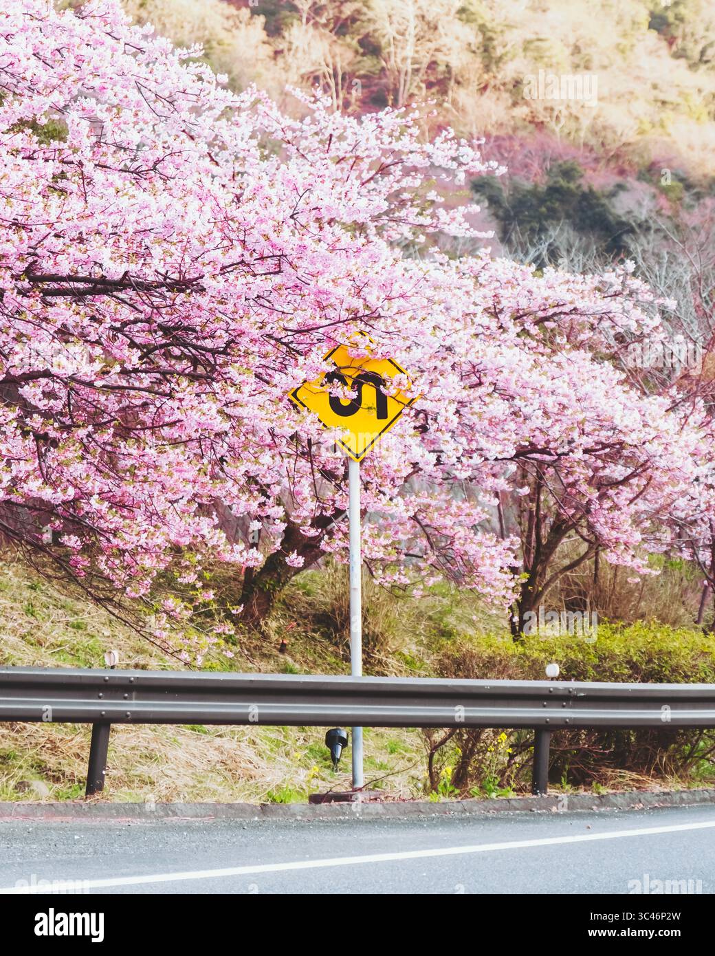 Vista dei vibranti fiori di ciliegio rosa che prendono vita, incorniciando un cartello stradale tortuoso sullo sfondo di colline ondulate, Kumomi, Shizuoka, Giappone. Foto Stock