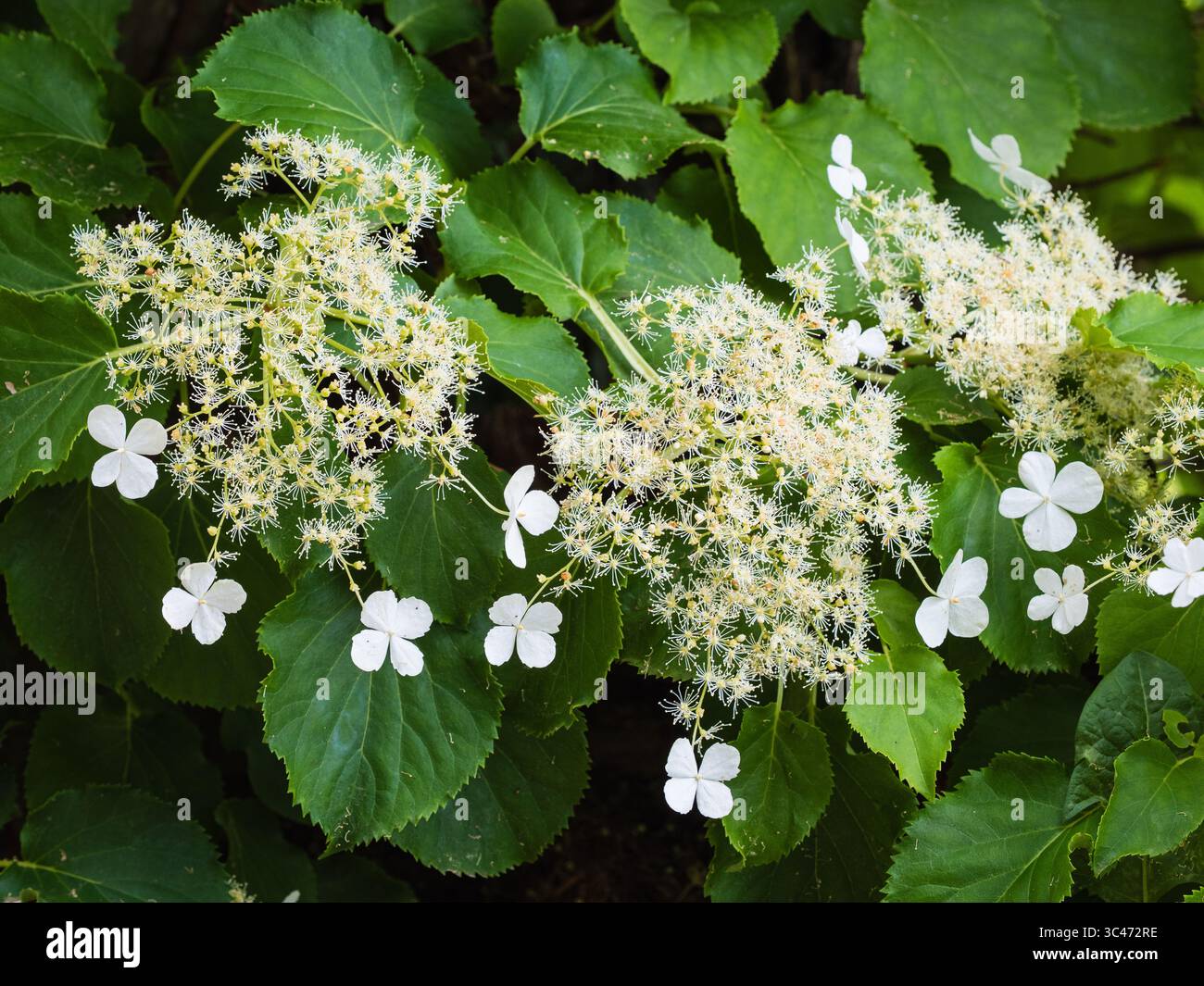 Lacecap teste floreali estive dell'arduo scalatore legnoso deciduo, Hydrangea petiolaris Foto Stock