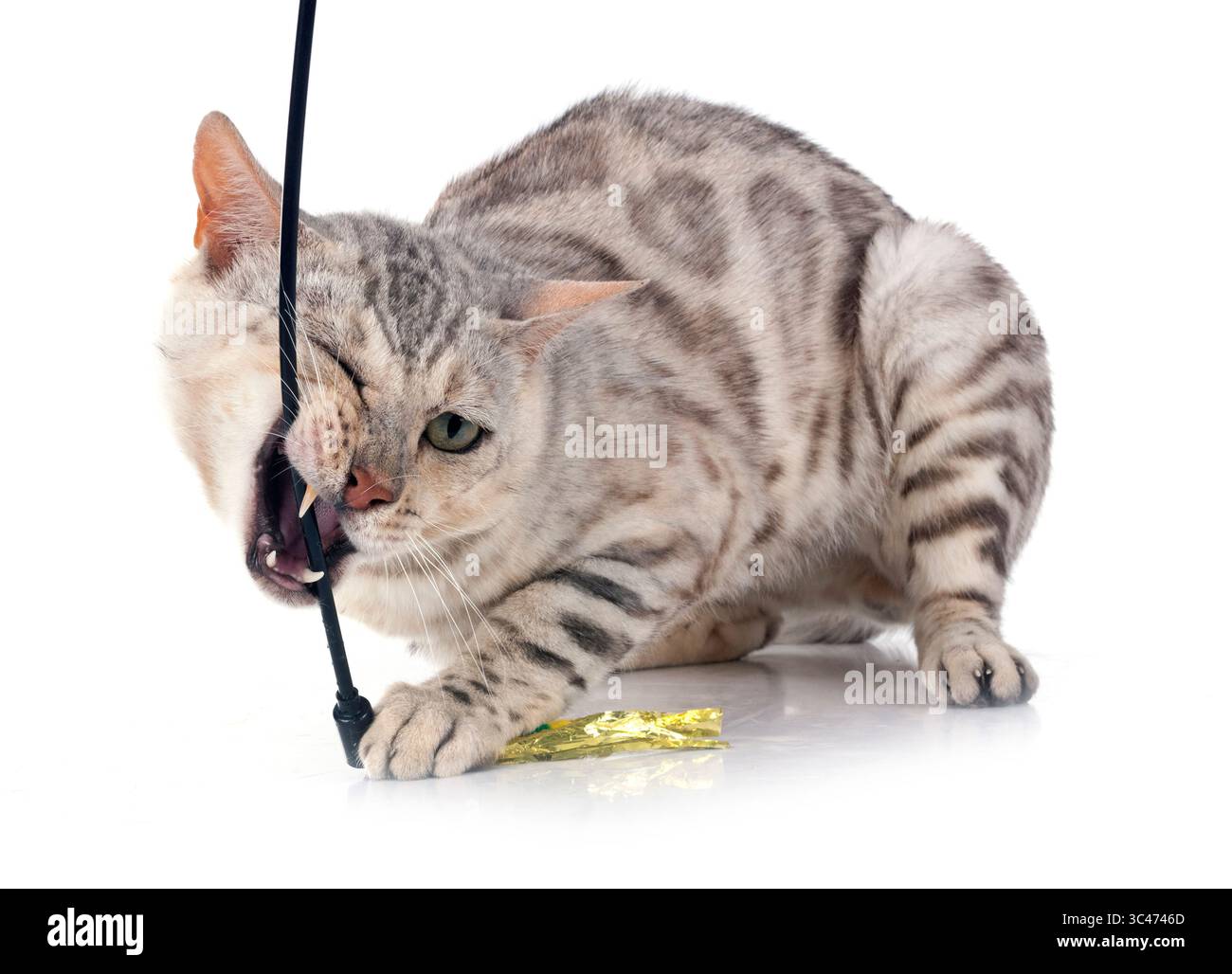 Gatto bengala davanti a uno sfondo bianco Foto Stock