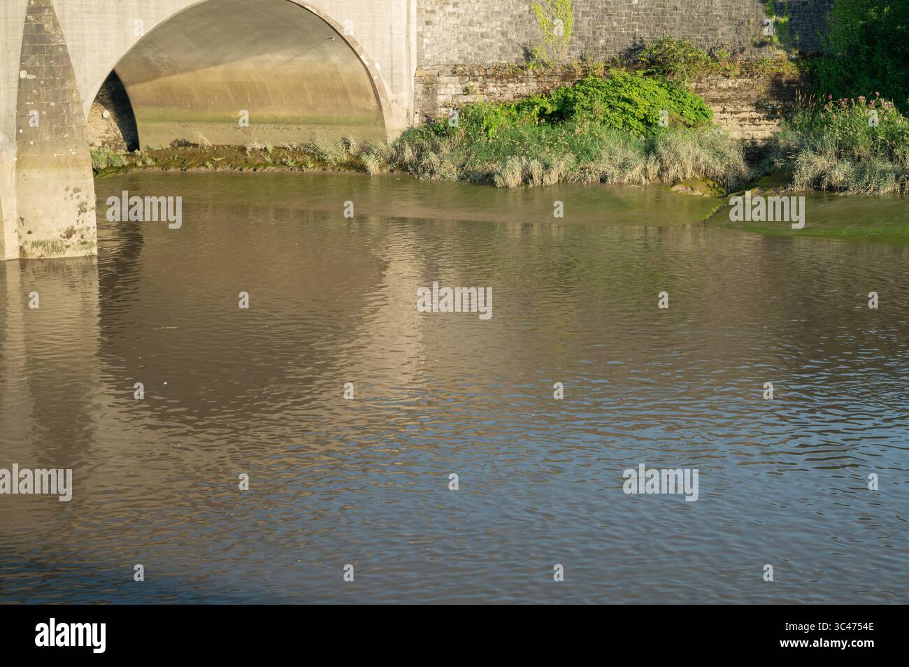 Diatomee verdi che coprono pianure fangose intertidali, Carmarthen, Galles, Regno Unito Foto Stock