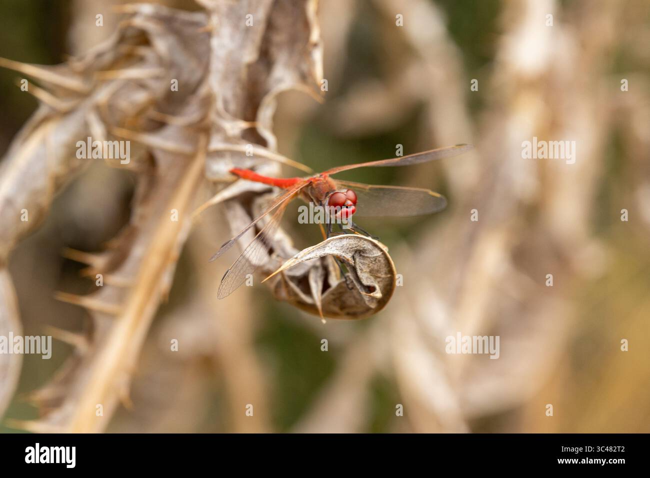 Primo piano di una vivace libellula rossa - Crocothemis erythraea - arroccata delicatamente su un cardo secco, che mostra la bellezza dei dettagli della natura. Foto Stock