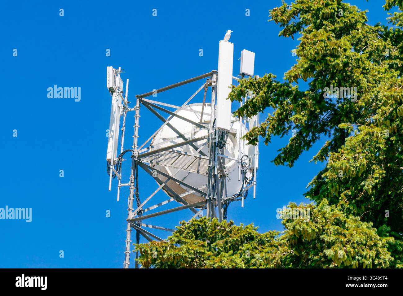 Una torre di comunicazione cellulare con varie antenne e un gabbiano arroccato sulla sommità si erge contro un cielo blu brillante, parzialmente oscurato da un albero verde Foto Stock